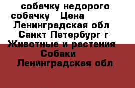 собачку недорого собачку › Цена ­ 9 000 - Ленинградская обл., Санкт-Петербург г. Животные и растения » Собаки   . Ленинградская обл.